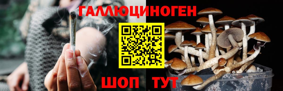Псилоцибиновые грибы Psilocybe Клинцы